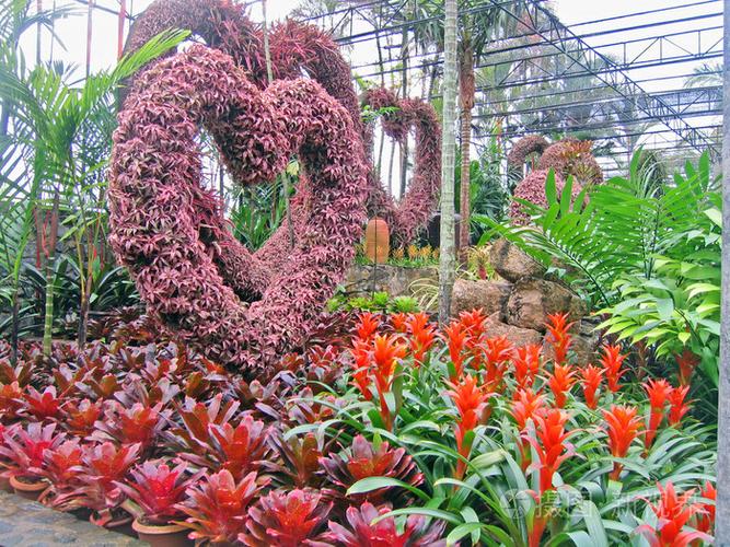 罕见的热带花卉和植物的兰花的花园